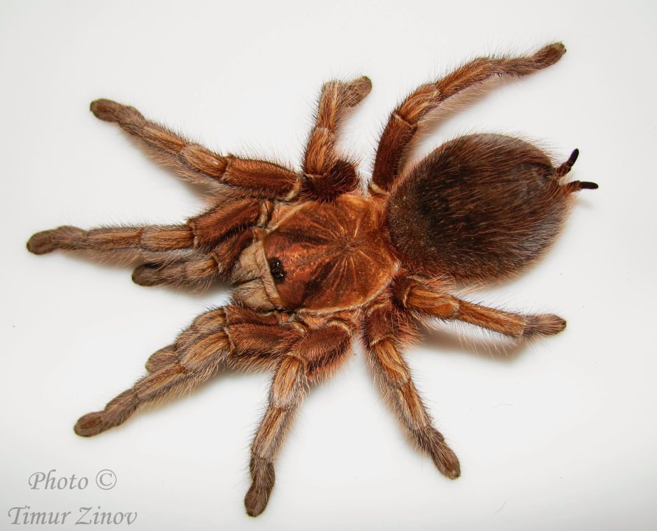 Паук-птицеед Phormictopus SP. "Green femur