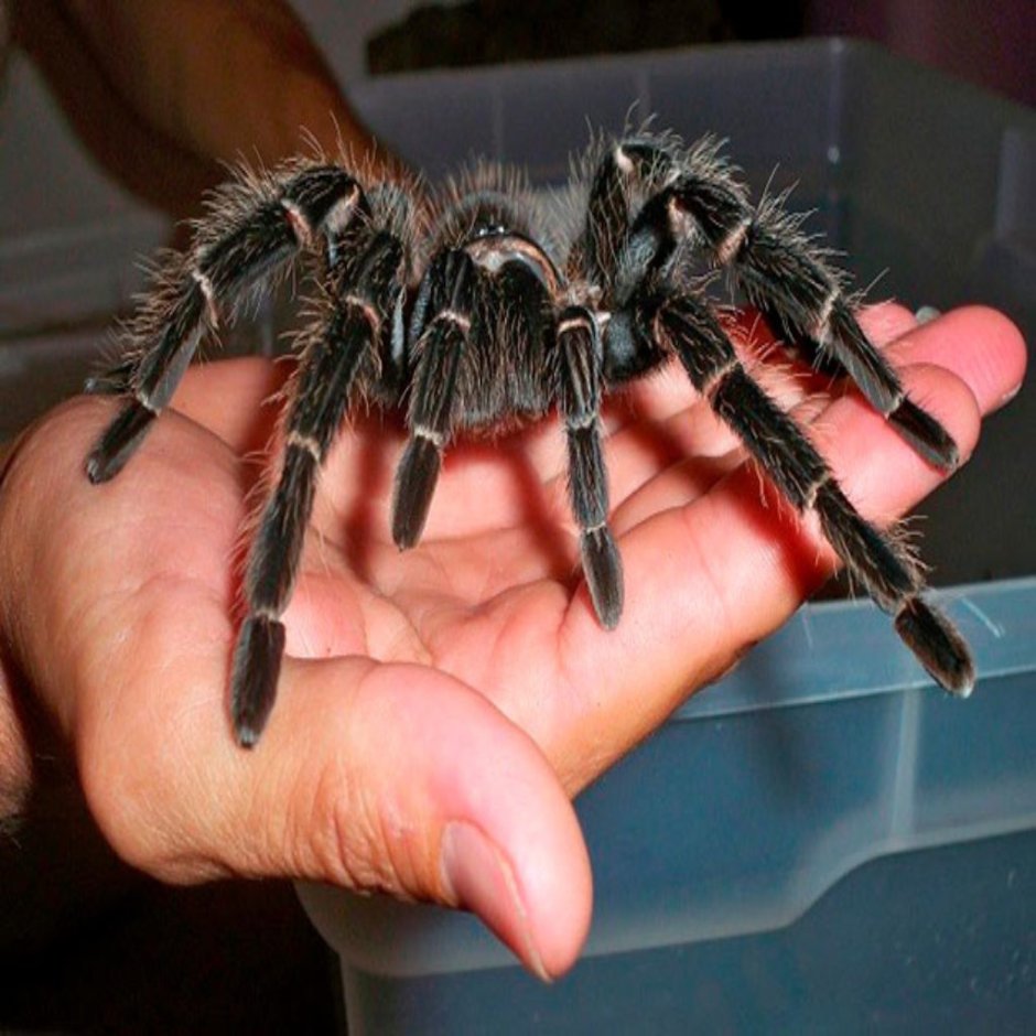 Паук-птицеед Poecilotheria tigrinawesseli