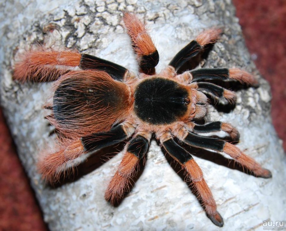 Hapalopus SP. "Columbia gross"