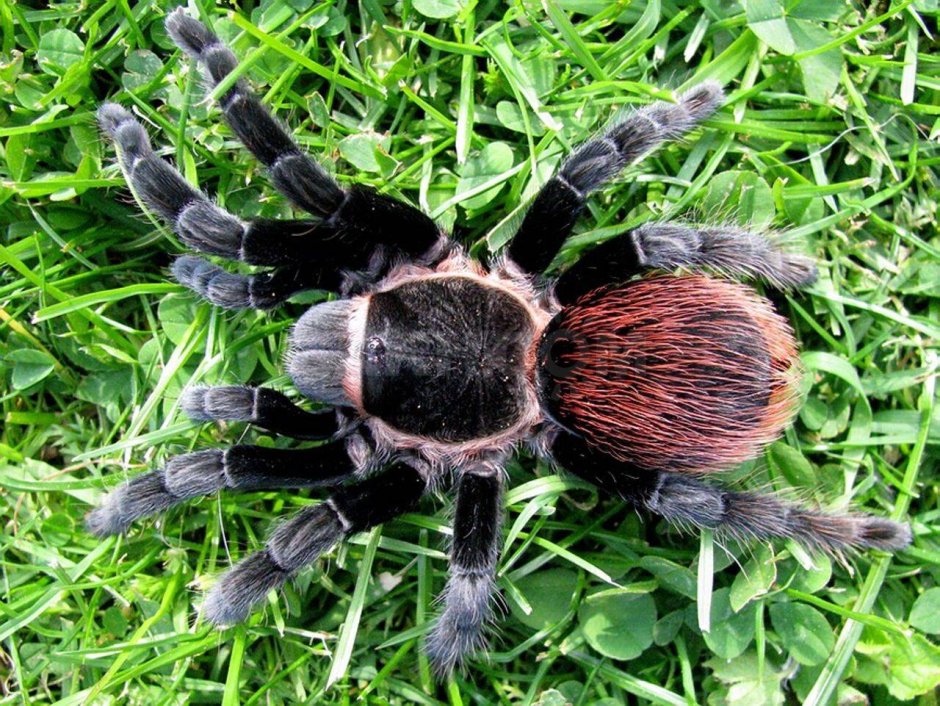 Phormictopus antillensis