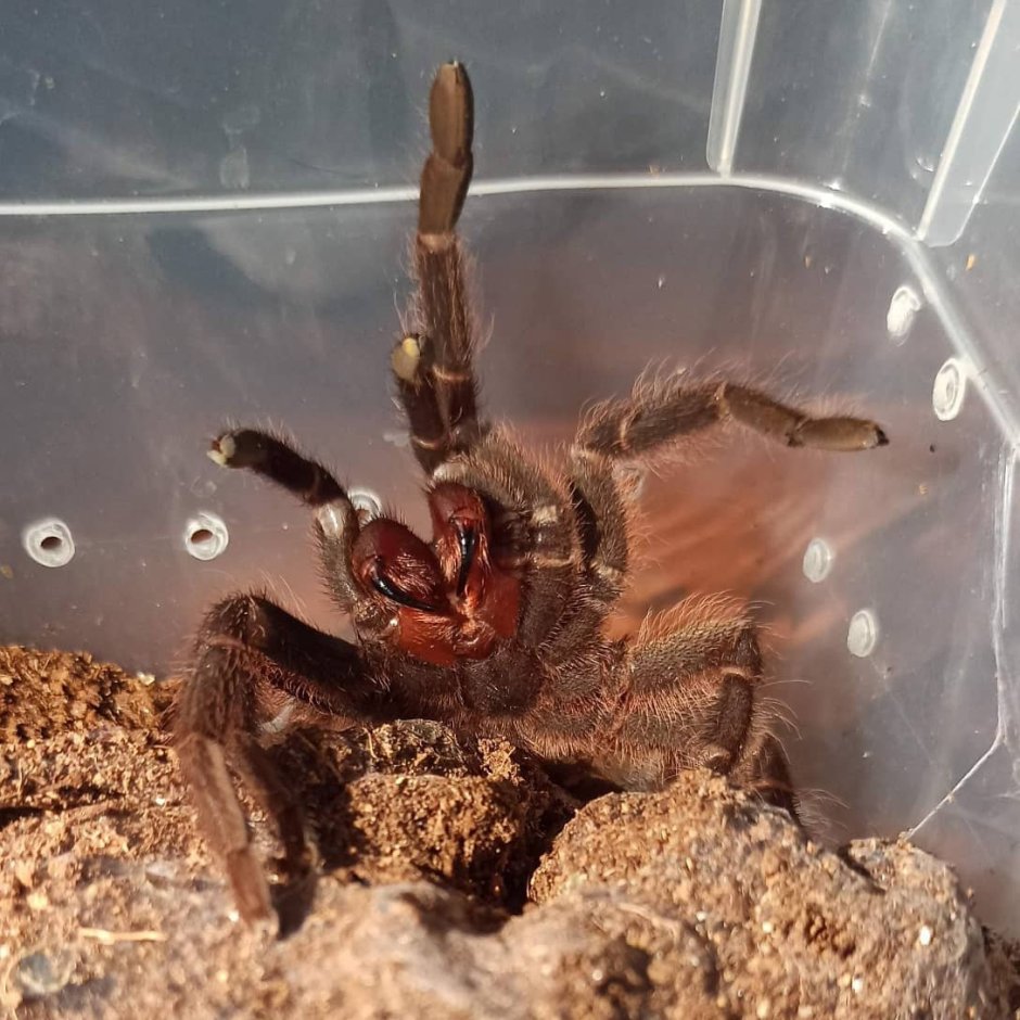 Pterinochilus lugardi