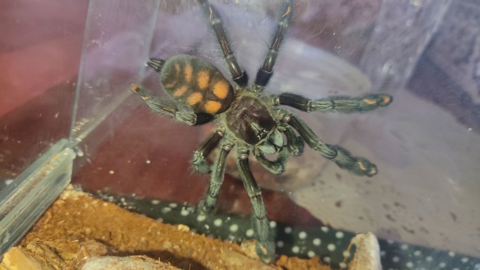 Phormictopus cancerides SP. Purple