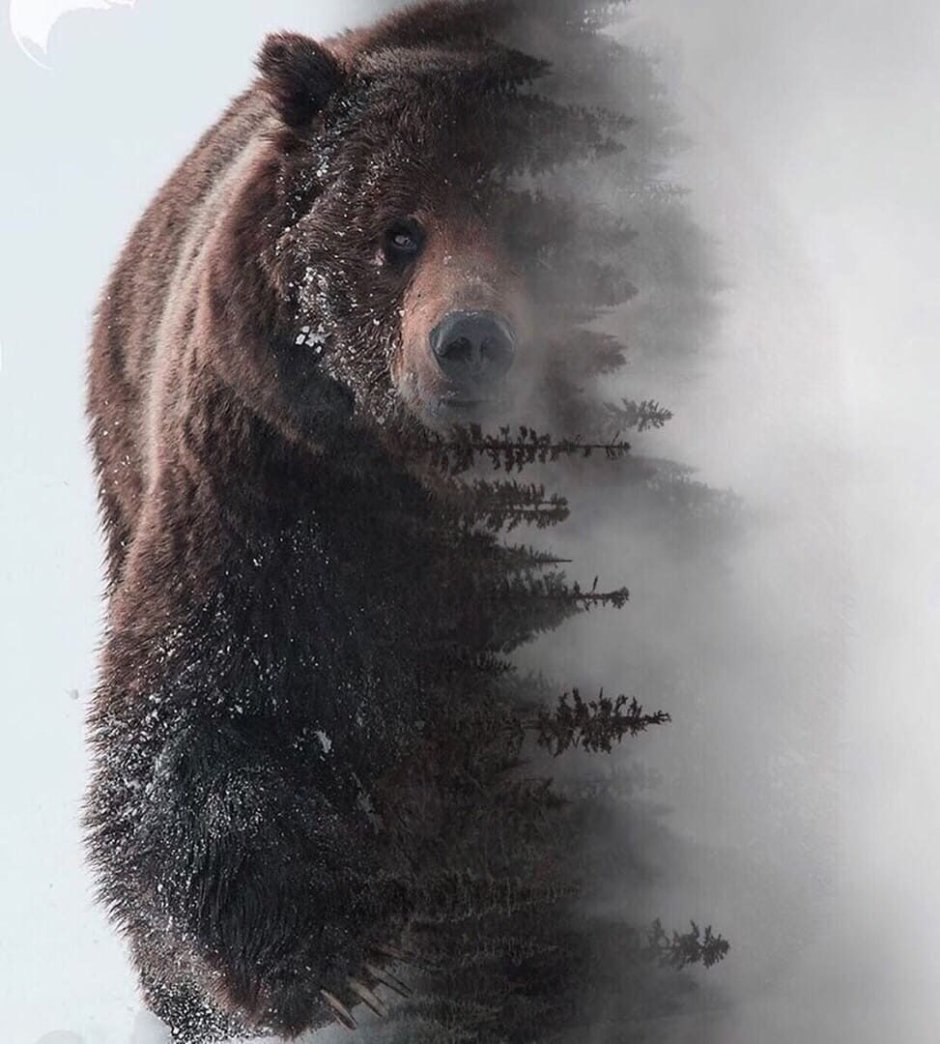 Медведь Сибирь