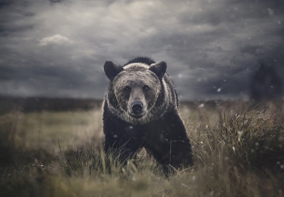Медведь фотограф