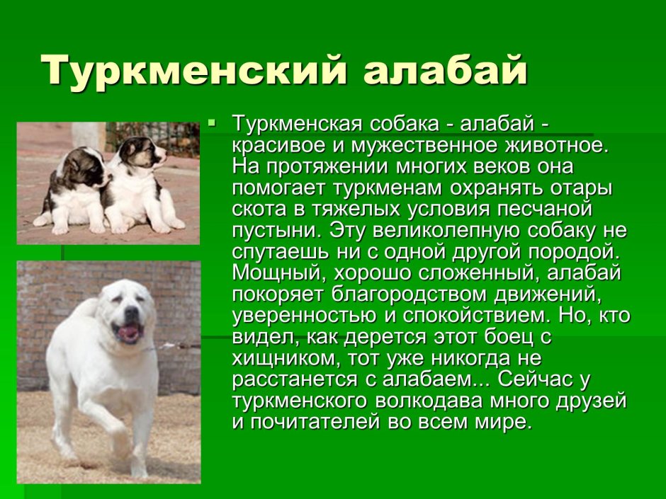 Алабай собака характеристика