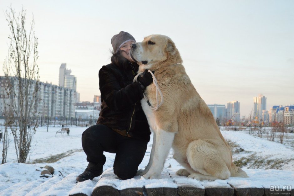 Белый алабай в лесу