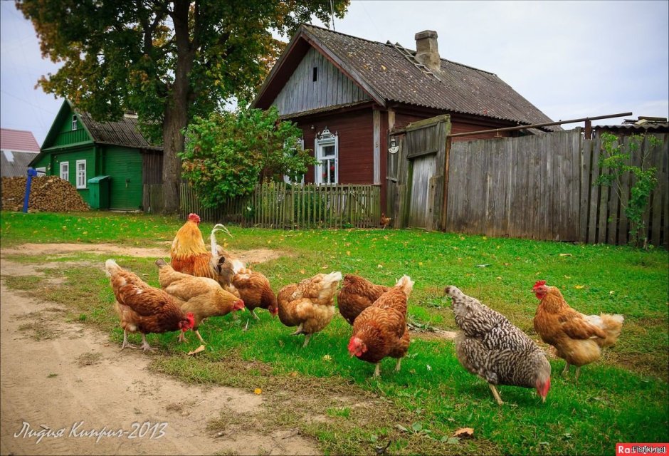 Куры в деревне