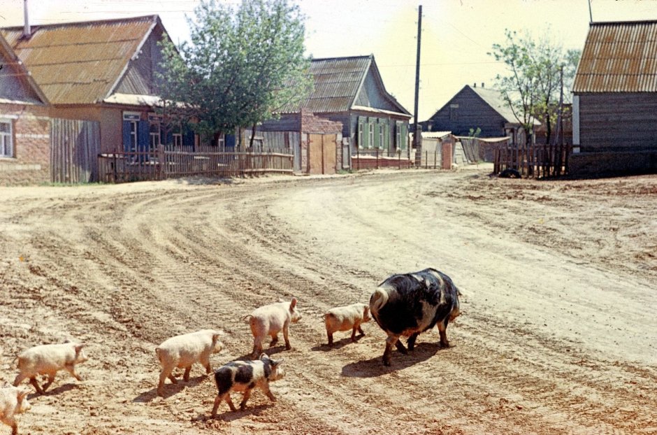 Деревня с животными