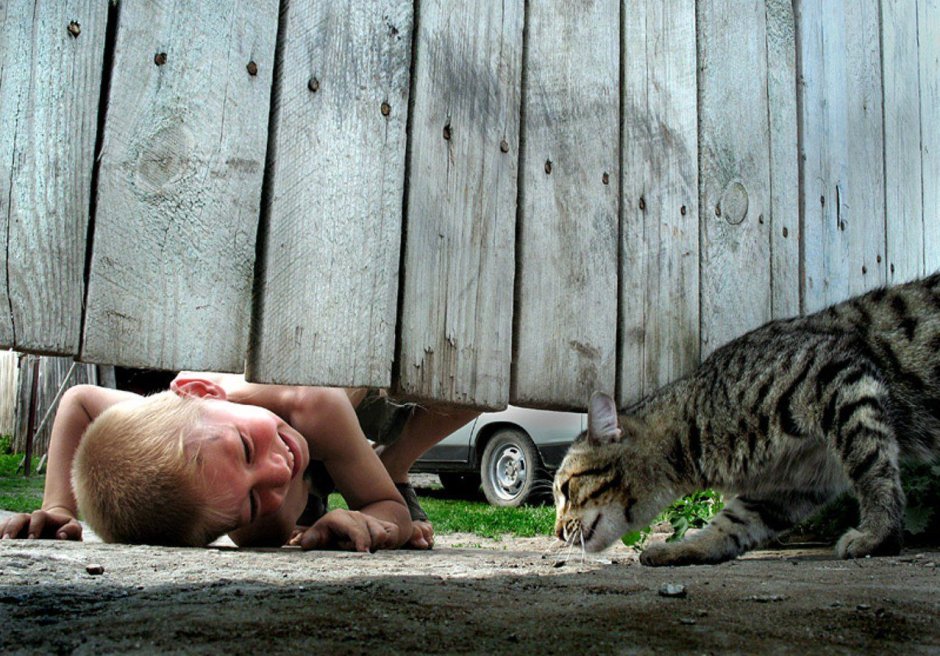 Смешной деревенский кот