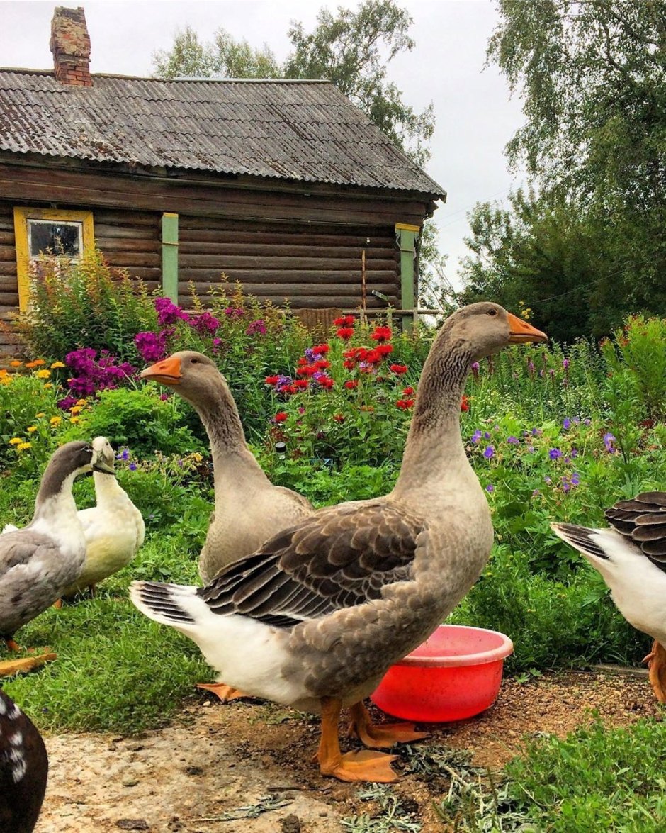 Животные в деревне