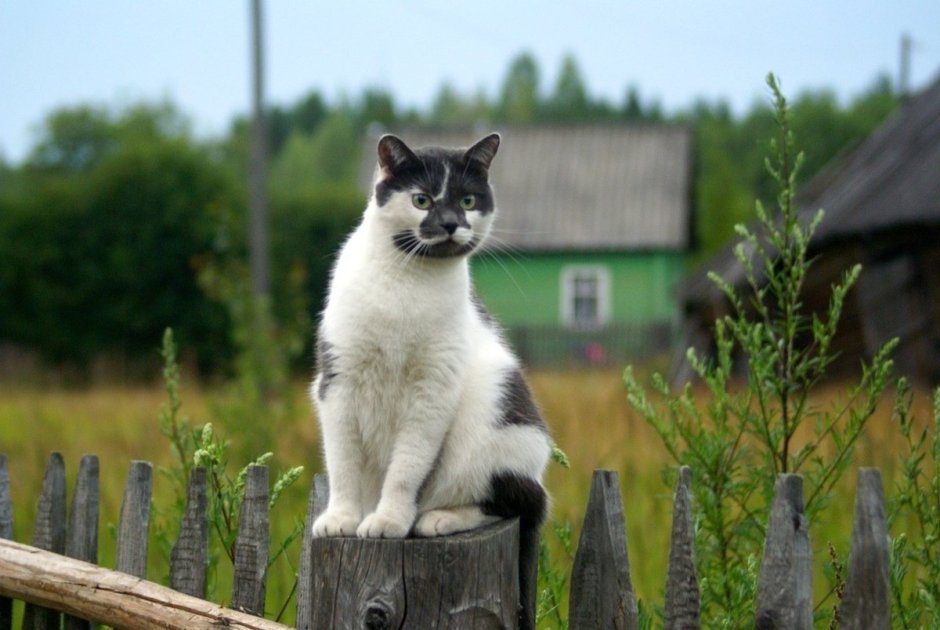 Котята Деревенские