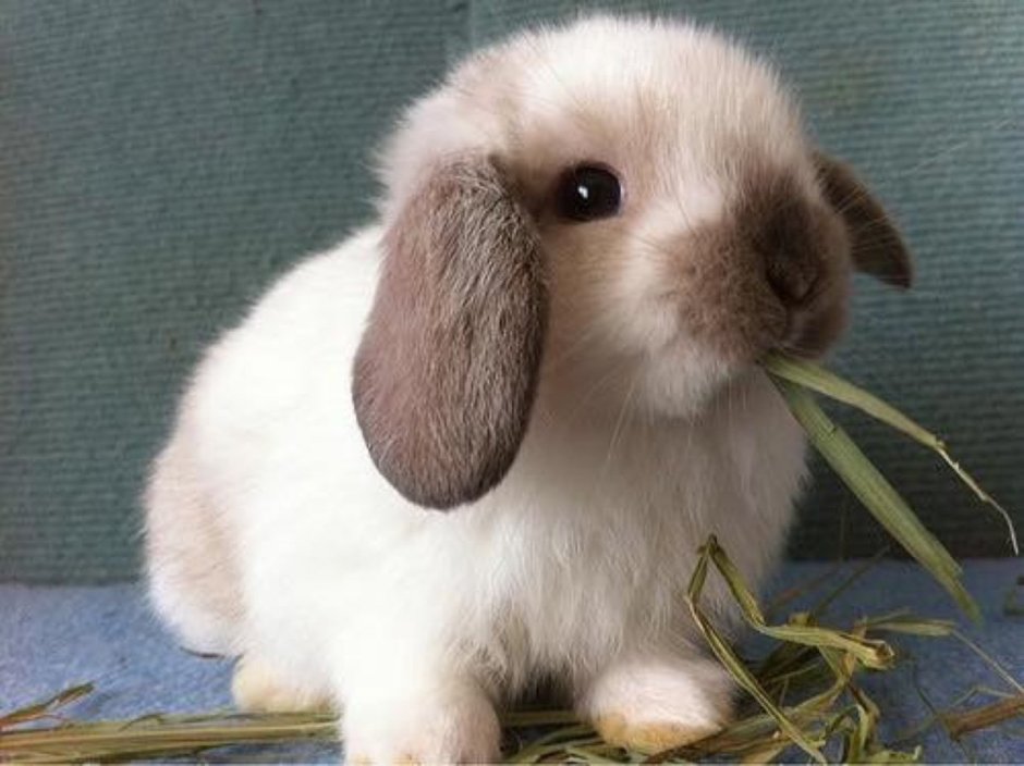 Голландский вислоухий кролик