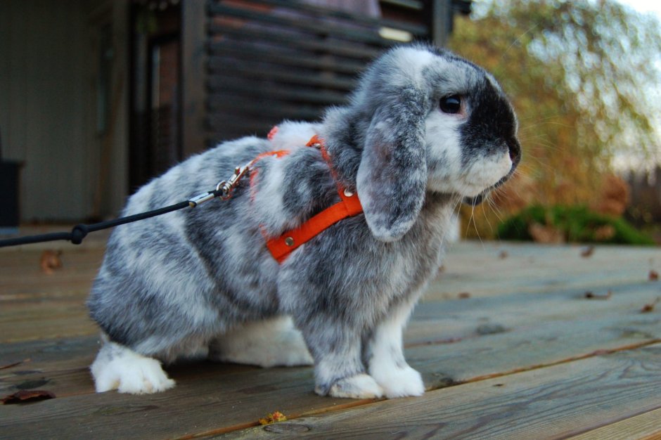 Карликовый Mini lop