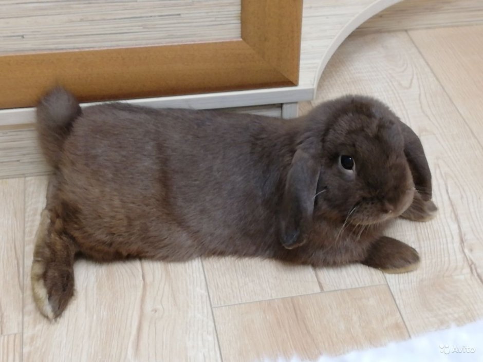Голландский вислоухий кролик