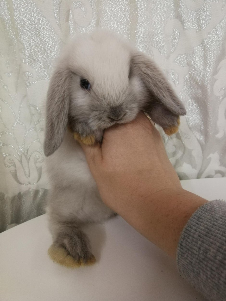 Голландский вислоухий кролик