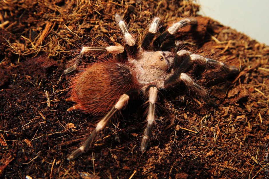 Pterinopelma sazimai
