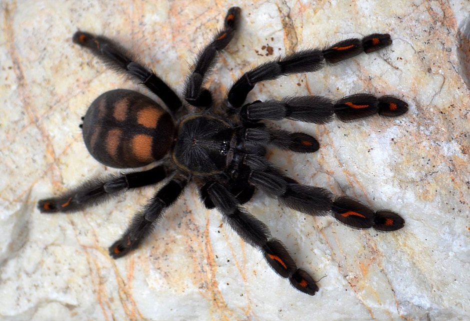 Паук-птицеед Brachypelma smithi, самка