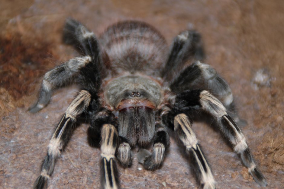 Brachypelma baumgarteni