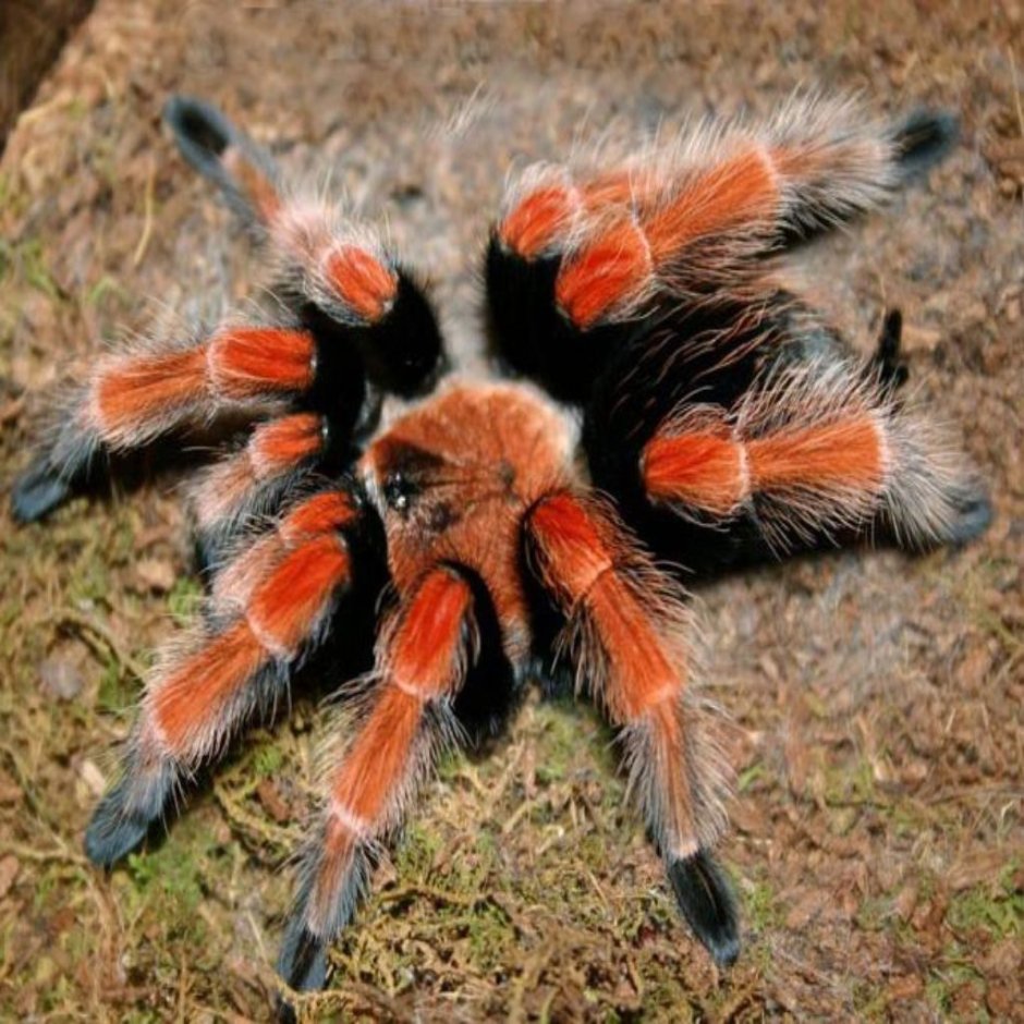 Nhandu chromatus Продолжительность жизни