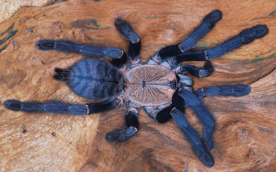 Паук Nhandu chromatus