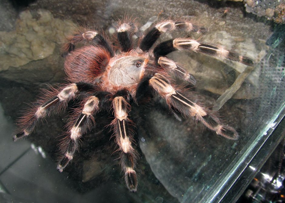 Nhandu chromatus спаривание