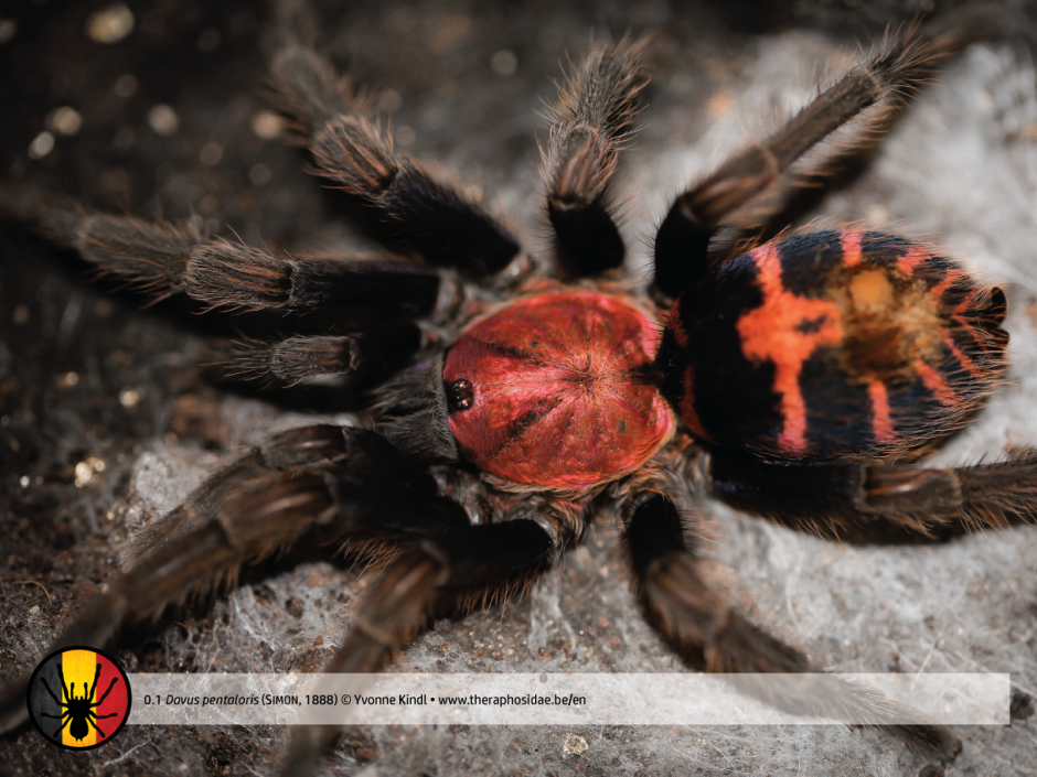 Паук Acanthoscurria geniculata