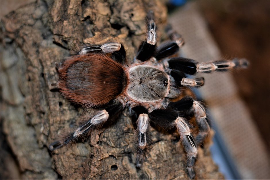 Nhandu chromatus самка