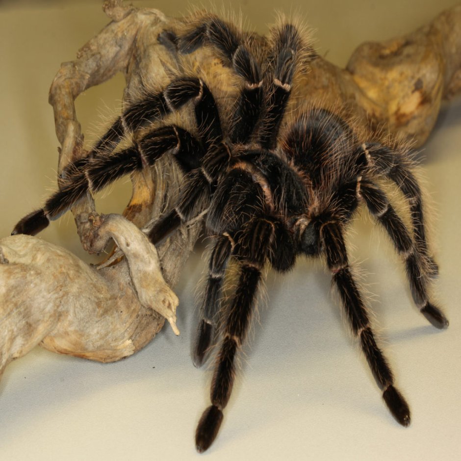 Nhandu coloratovillosus
