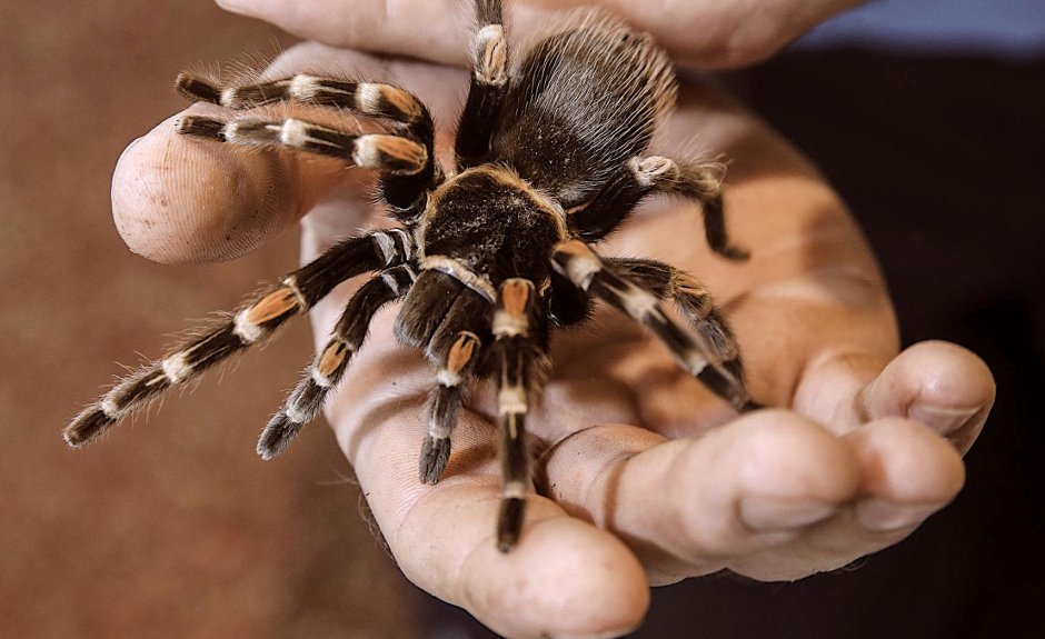 Паук птицеед Chilobrachys SP Vietnam Blue