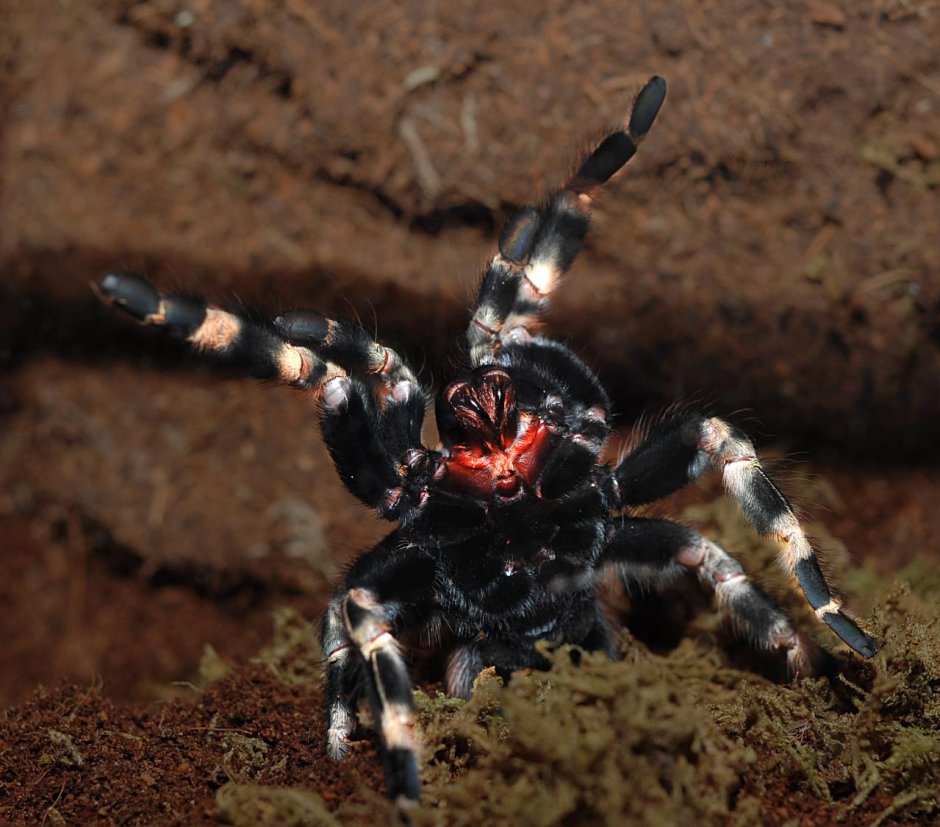Nhandu chromatus самец