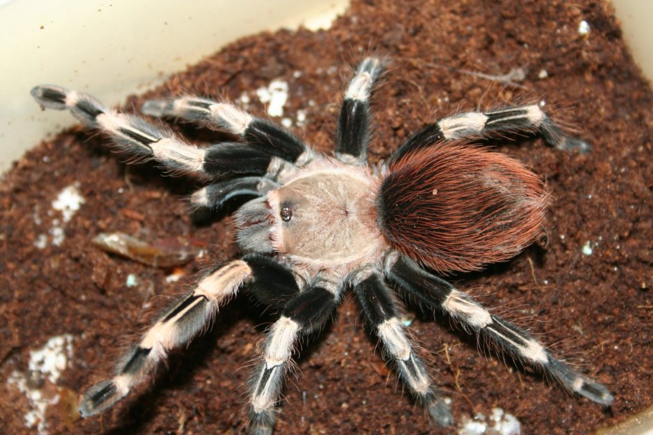 Паук Nhandu chromatus