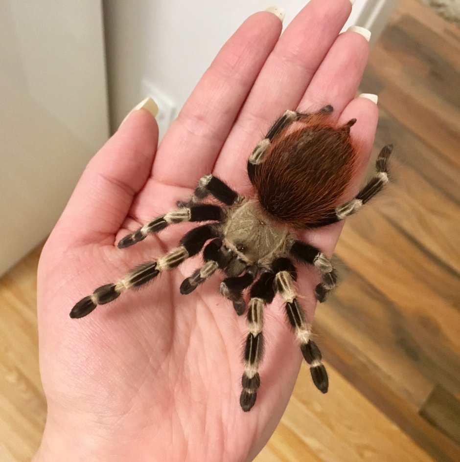 Паук Nhandu chromatus
