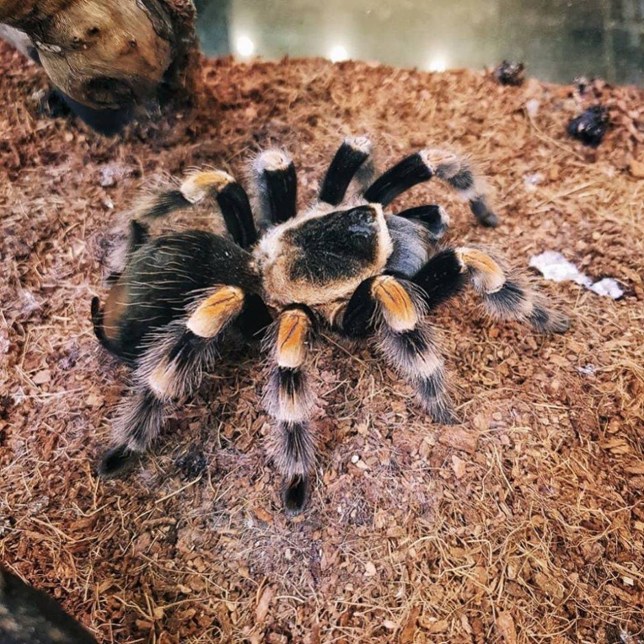 Паук Tapinauchenius Gigas