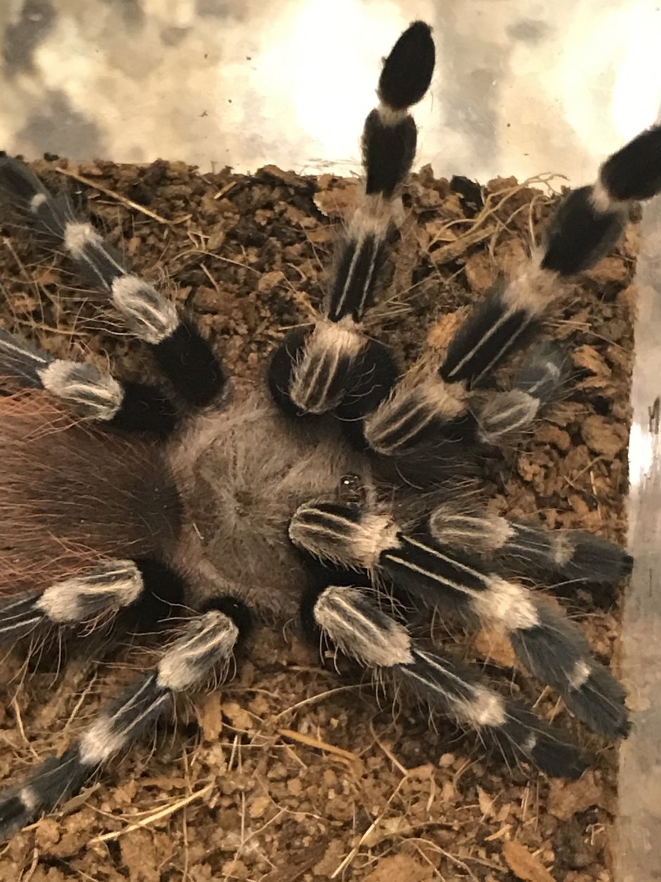 Nhandu chromatus l3