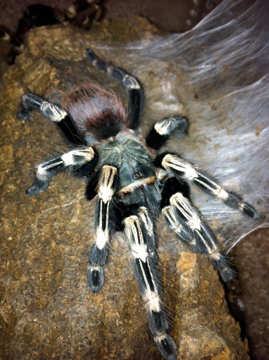 Паук Brachypelma smithi