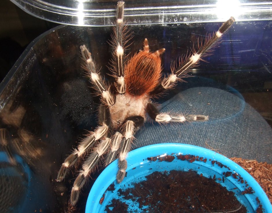 Nhandu chromatus Токсин