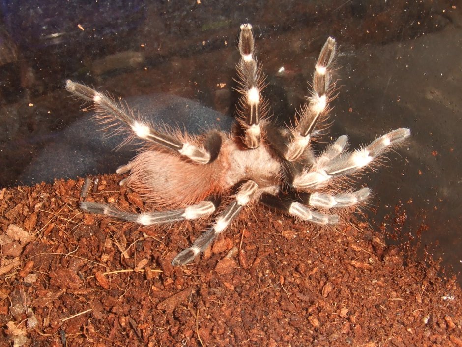 Nhandu chromatus самец