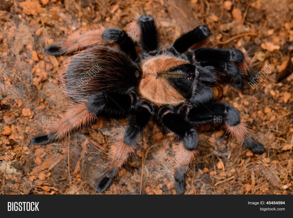 Nhandu chromatus