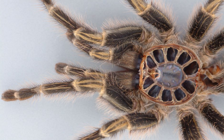 Nhandu chromatus самец