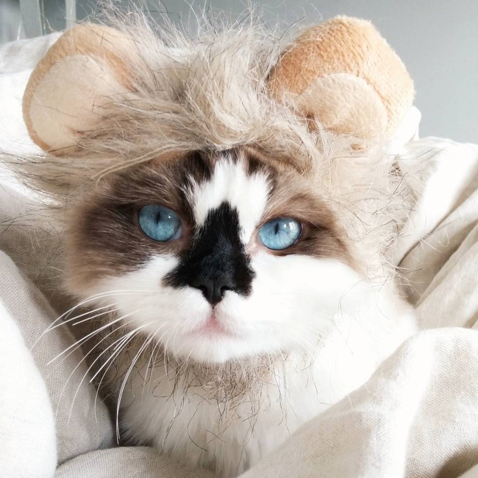 Манчкин кот Инстаграм Альберт