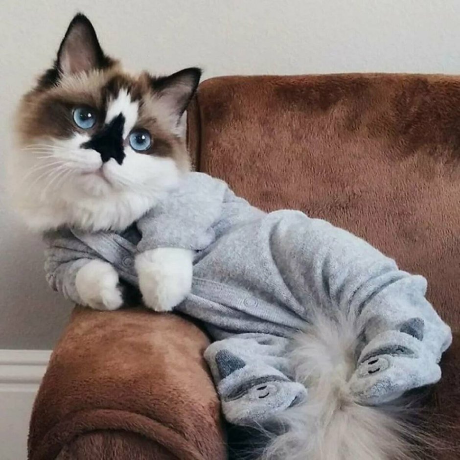 Кошки и их названия