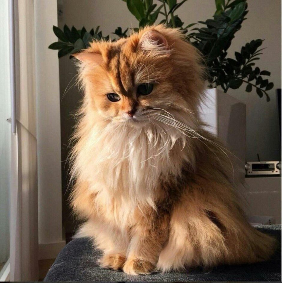 Милый кот Эстетика