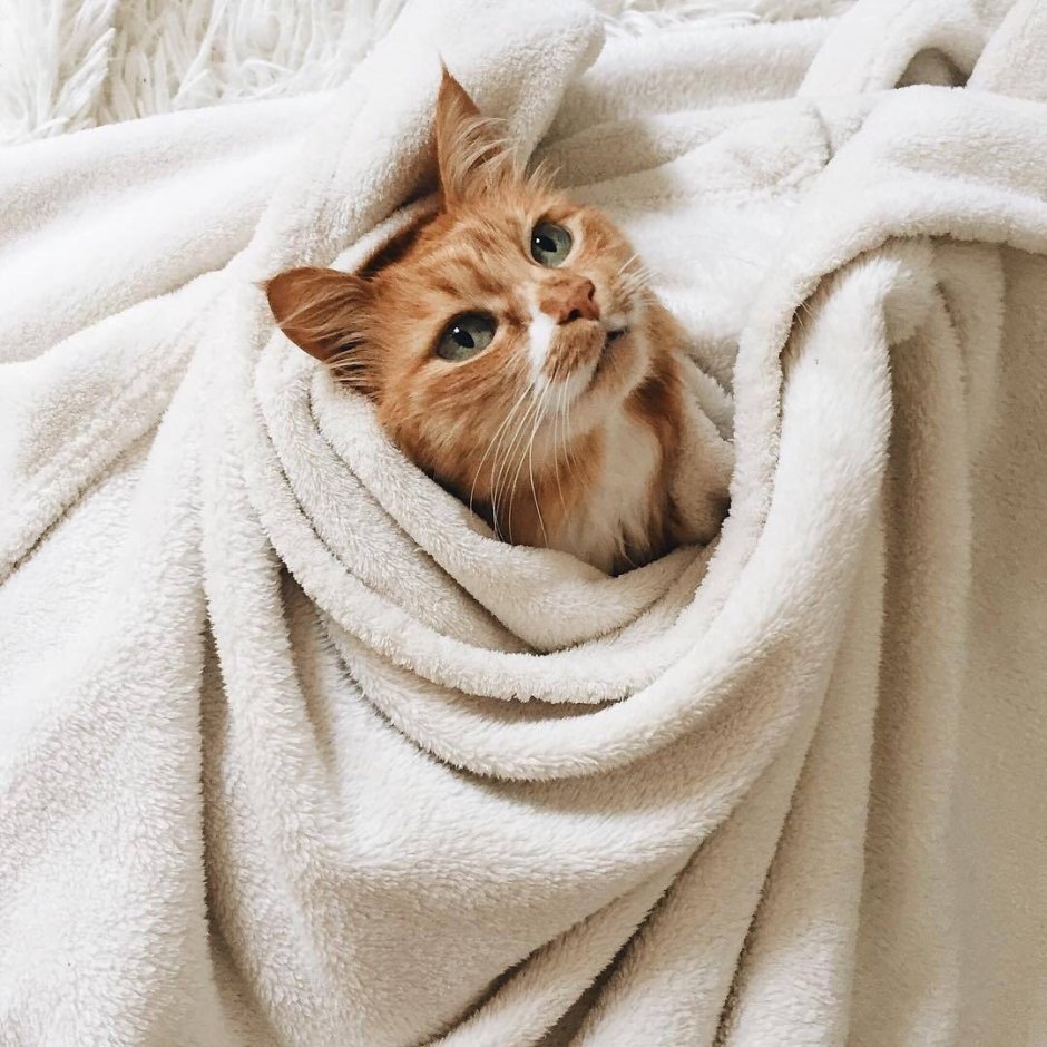 Манчкин шиншилла