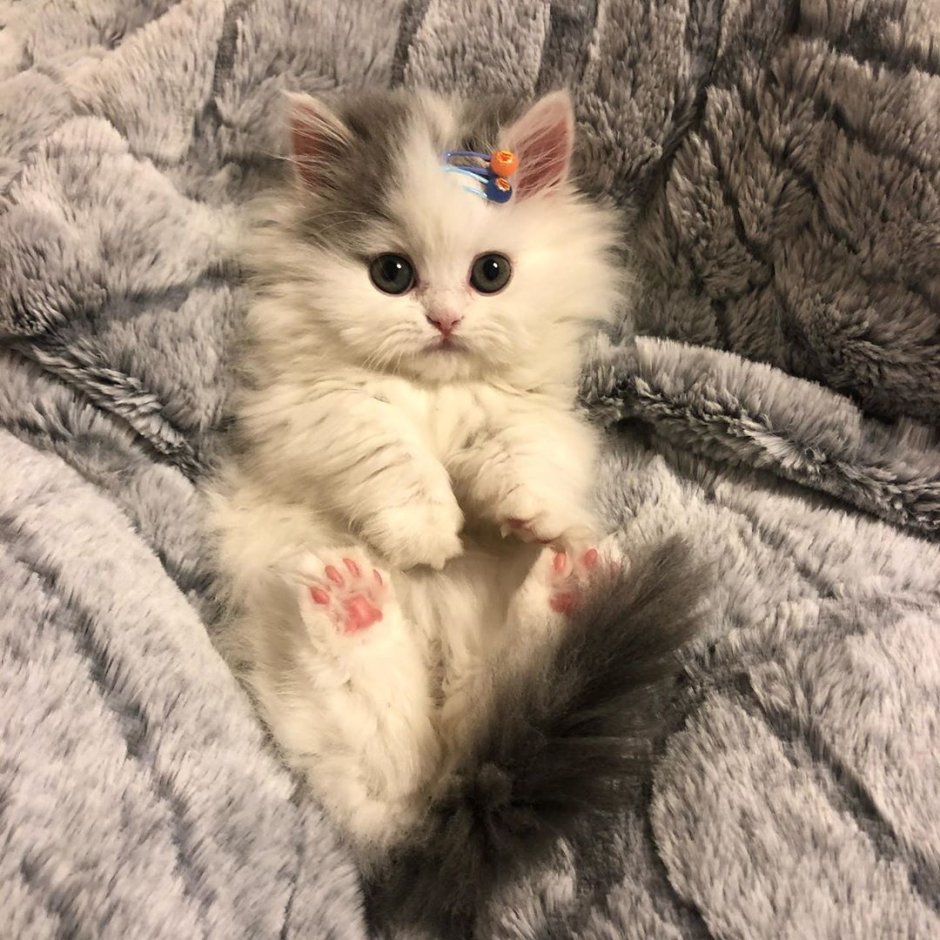 Много разных кошек