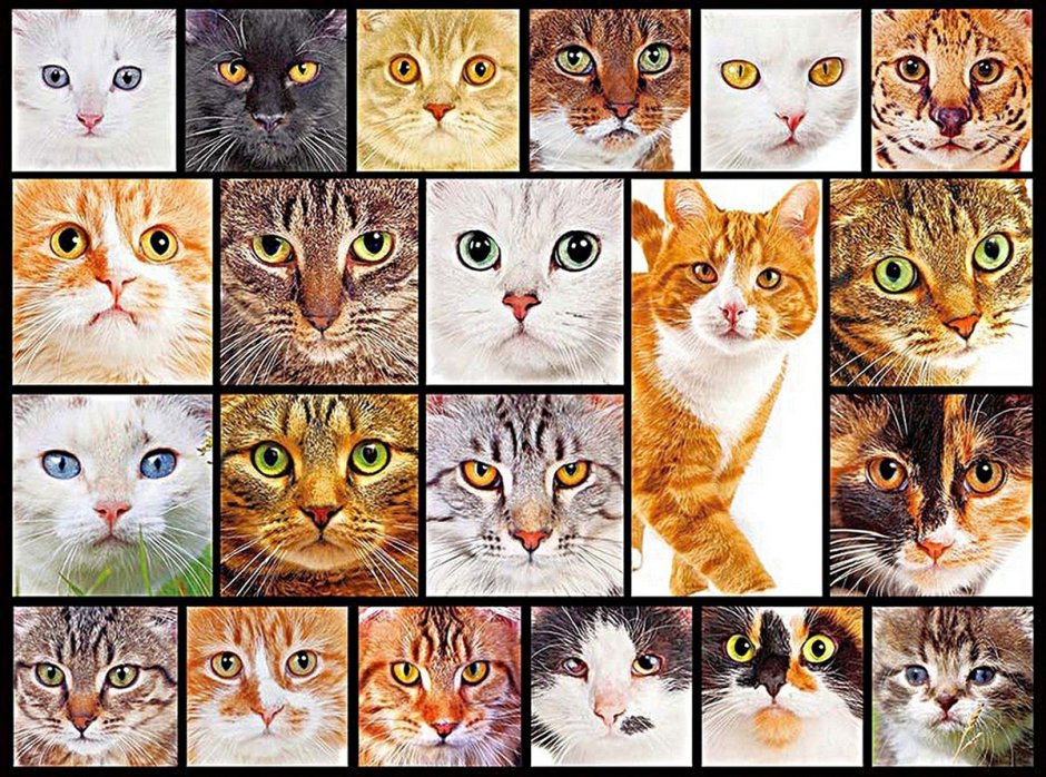 Много красивых кошек