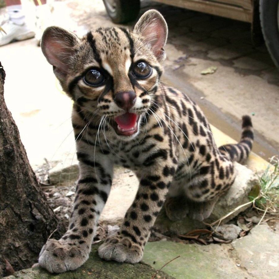 Кошка Ашера