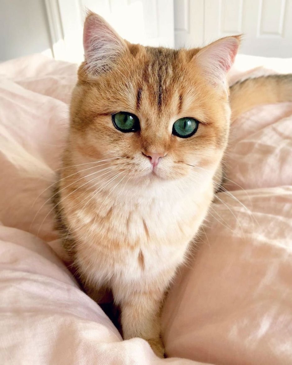Кошки разных пород коллаж