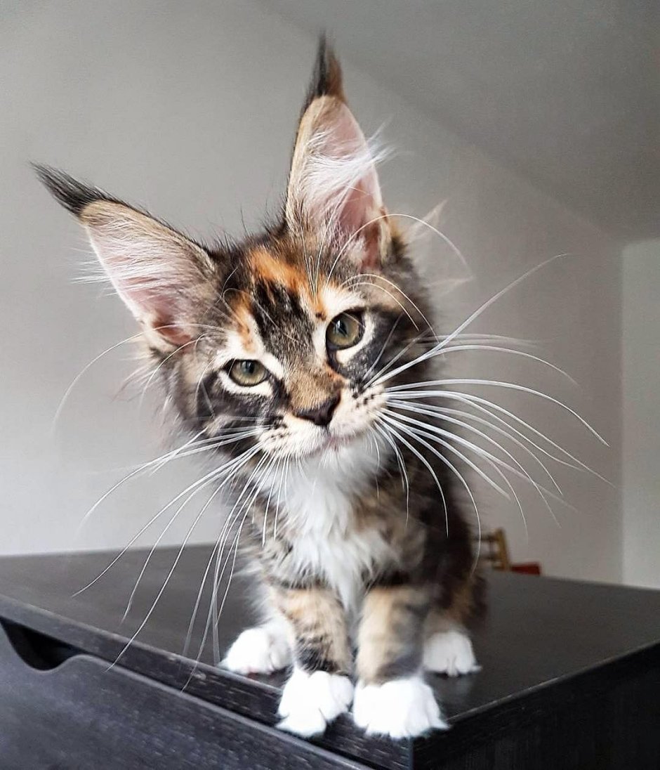 Котенок с заколкой