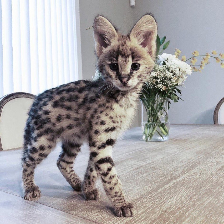Самые редкие кошки мира