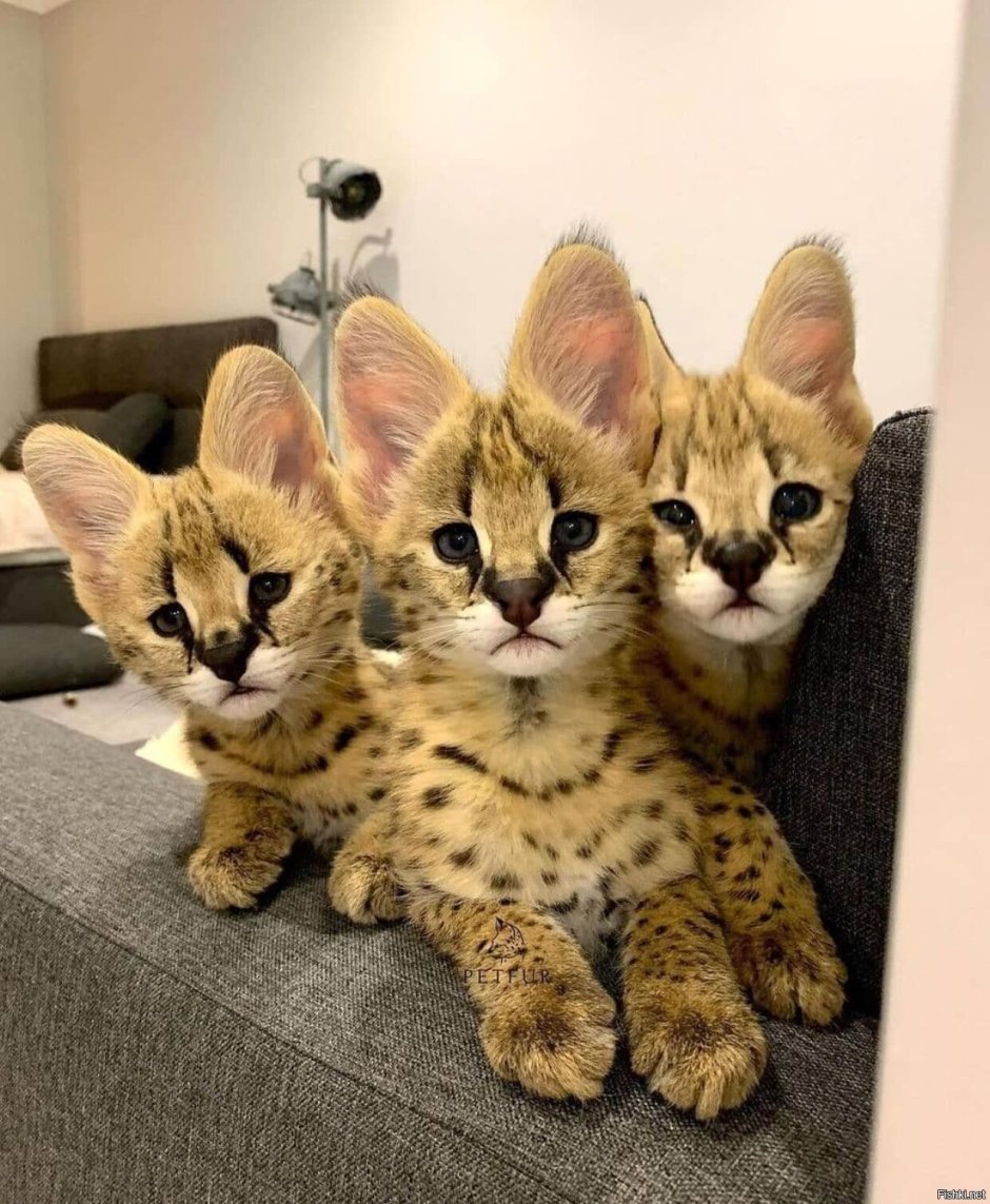 Разные кошки